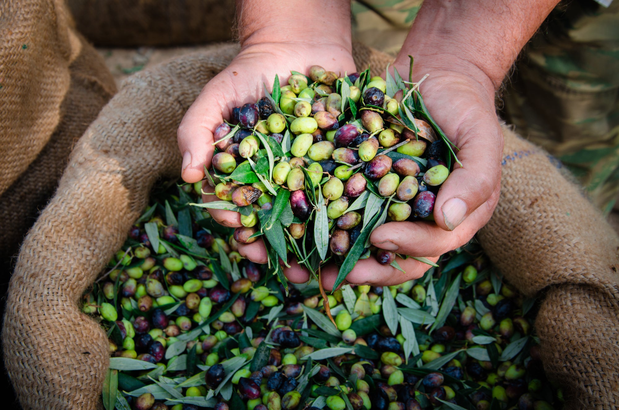 Gourmante all natural, hand-picked olives & olive leafs for your health.