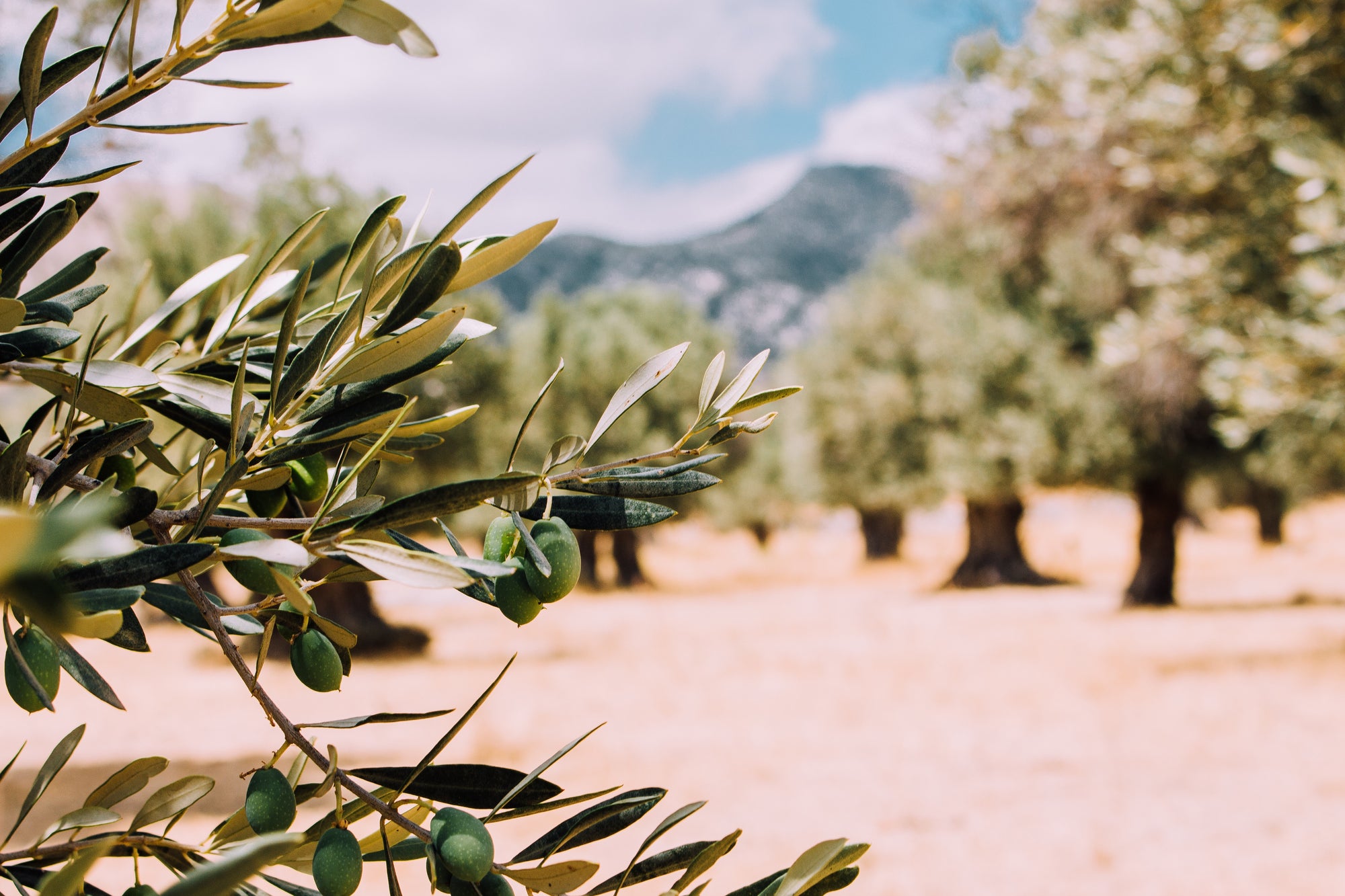 Mediterranean olive groves 